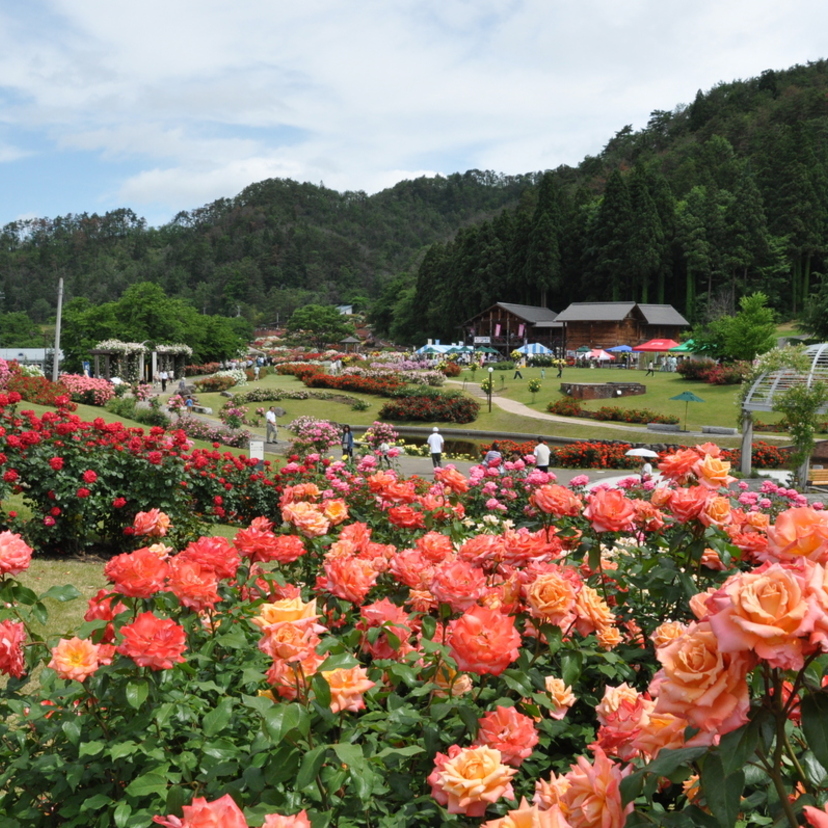 一面の薔薇景色