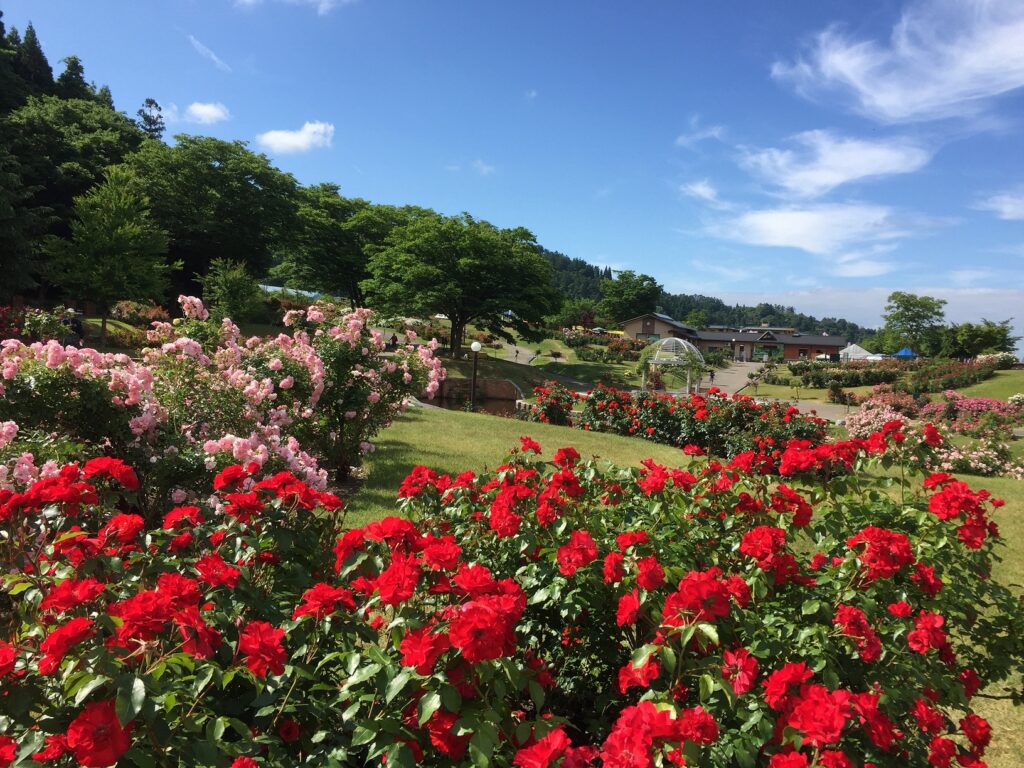 〒995-0023 山形県村山市楯岡東沢１−番25号　東沢バラ公園